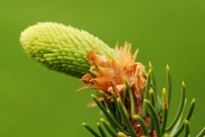 Picea abies 'Virgata' - smrk ztepilý - pupen